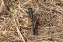 Gomphus vulgatissimus (Common Clubtail) male.JPG